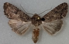 Anarta trifolii
