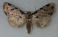 Stibaera thyatiroides