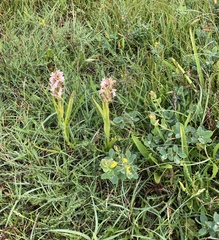 Dactylorhiza incarnata incarnata