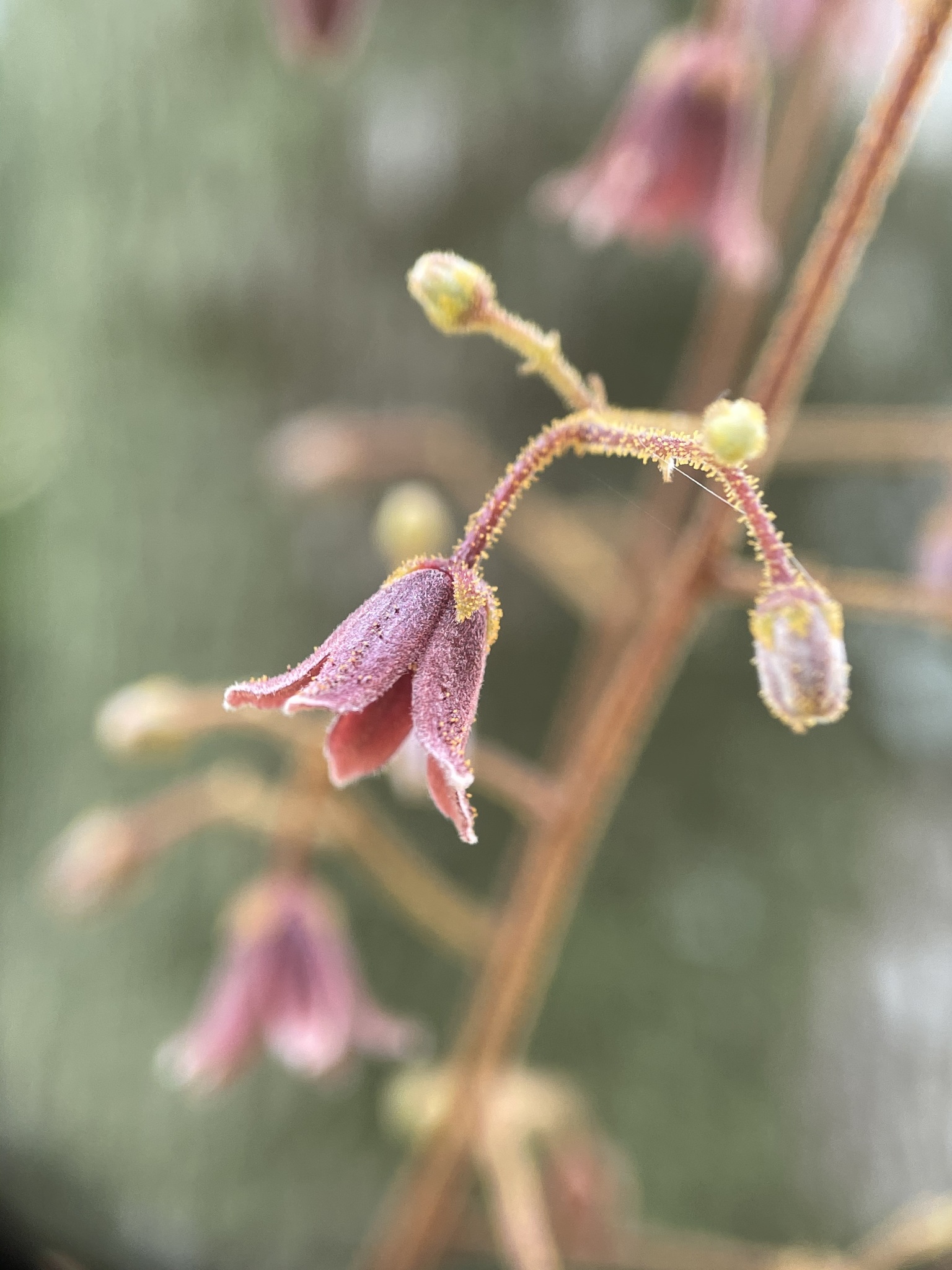 Eurycoma longifolia  iNaturalist