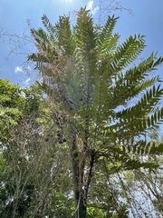 Eurycoma longifolia
