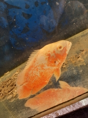 Astronotus