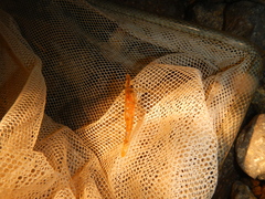 Paratya curvirostris