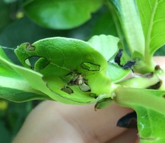 Chinamiris indeclivis