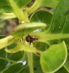 Chinamiris indeclivis