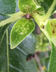 Chinamiris indeclivis