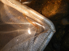 Paratya curvirostris