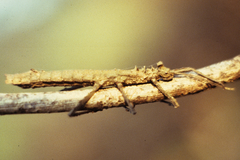 Creoxylus