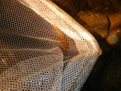 Paratya curvirostris