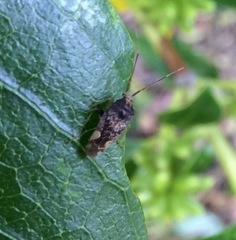 Chinamiris indeclivis