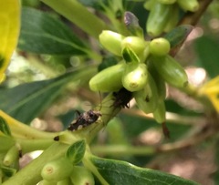 Chinamiris indeclivis