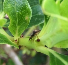 Chinamiris indeclivis