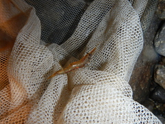 Paratya curvirostris