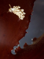 Trinchesia albocrusta