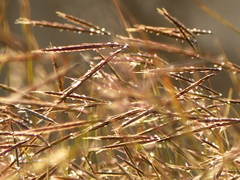 Andropogon distachyos