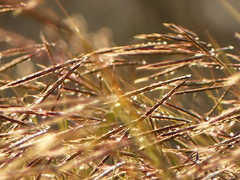 Andropogon distachyos