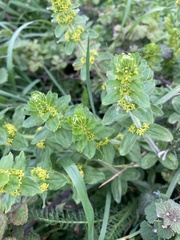 Cruciata
