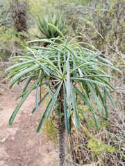 Euphorbia clava