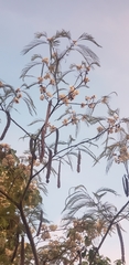 Anadenanthera peregrina