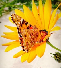 Vanessa cardui