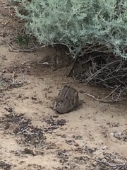 Sylvilagus audubonii