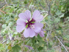 Malva subovata