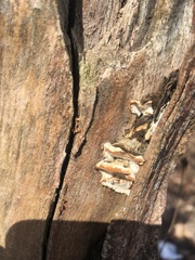 Fungi