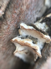 Fungi