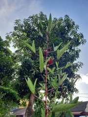 Hibiscus subdariffa