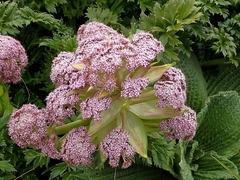 Anisotome latifolia
