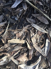 Salix