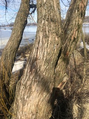 Salix
