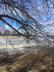 Salix