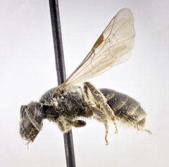 Lasioglossum pseudoplanulum