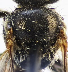 Lasioglossum pseudoplanulum