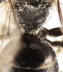 Lasioglossum pseudoplanulum