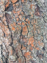 Trentepohlia