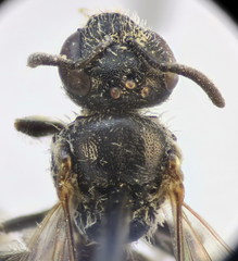Lasioglossum pseudoplanulum