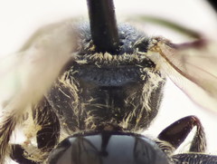 Lasioglossum pseudoplanulum