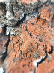 Trentepohlia
