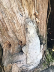 Fungi