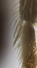 Lasioglossum pseudoplanulum