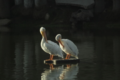 Pelecanus erythrorhynchos