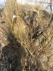 Salix