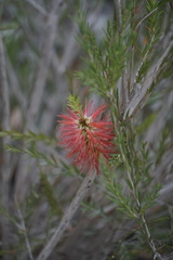 Melaleuca lateritia