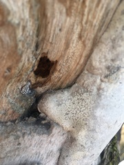 Fungi
