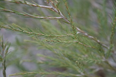 Melaleuca lateritia