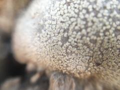 Fungi