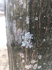 Parmelia sulcata
