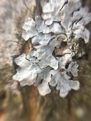 Parmelia sulcata